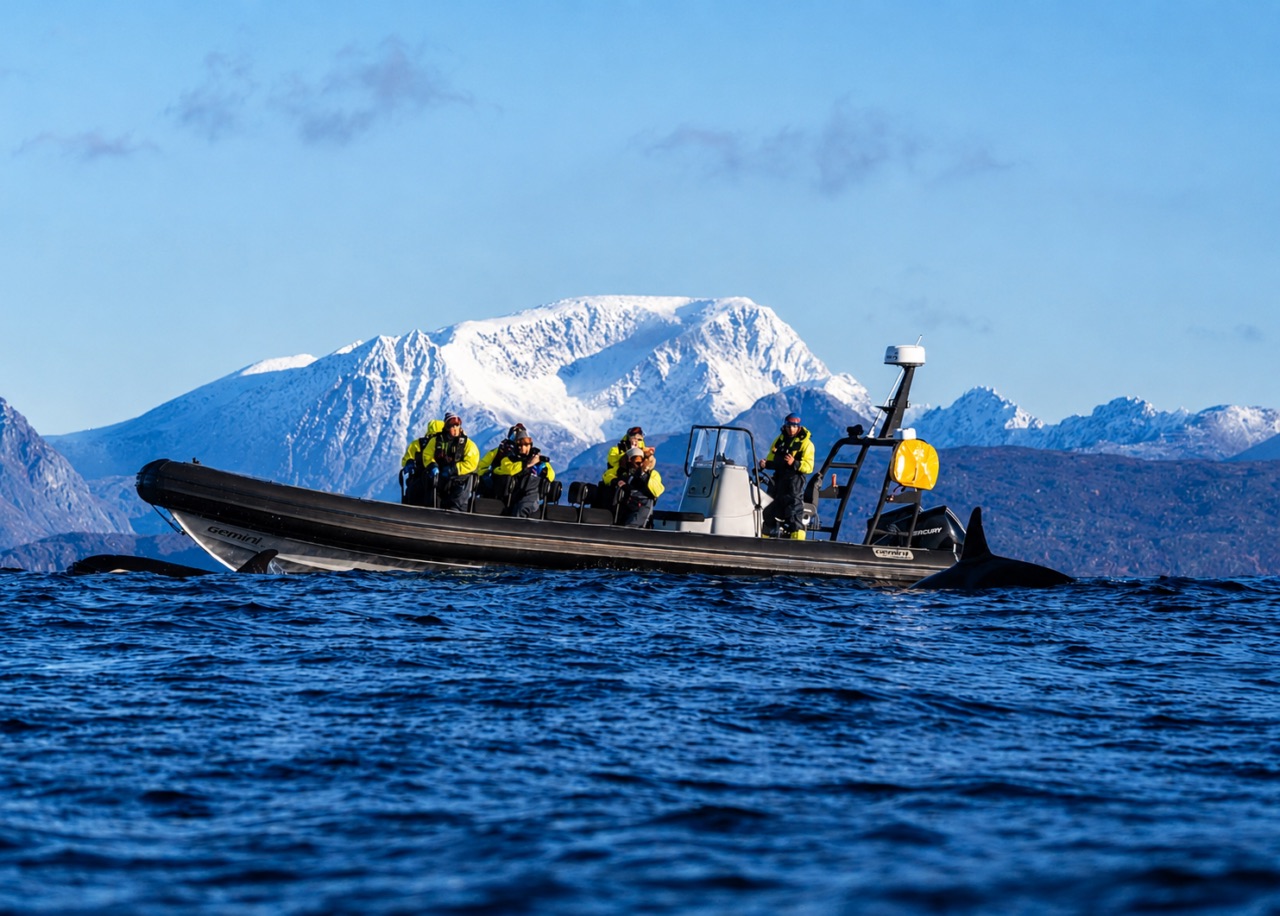 RIB fra Arctic Adventure Tours med gjester i gule drakter og spekkhoggere ved baugen